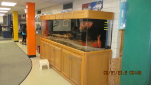 500 gallon fresh water tank, Oscars, pacu's mostly south American fish