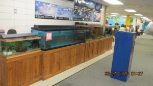 red eared slider turtles in black rim tank. Native fish in middle tank