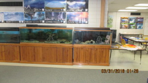 community tank on right, native tank on left