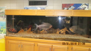 500g tank