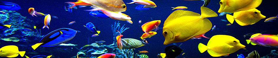 Aquarium fish Sanctuary